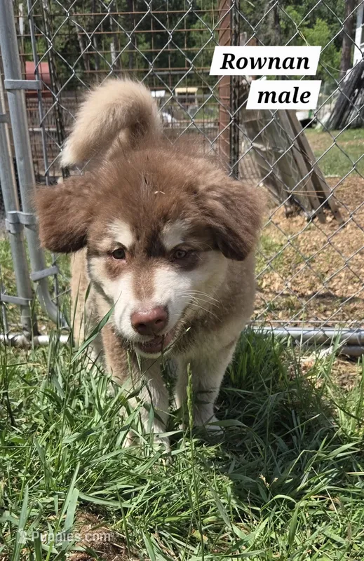 Rownan – Alaskan Malamute puppy for sale in Crivitz, WI