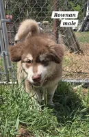 Rownan, a male Alaskan Malamute for sale in Crivitz, WI – 1 of 5