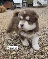 Rownan, a male Alaskan Malamute for sale in Crivitz, WI – 2 of 4