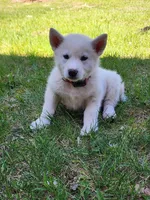 Snowcone, a female Alaskan Malamute for sale in Crivitz, WI – 5 of 5