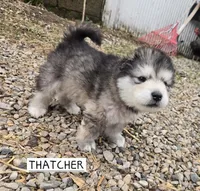 THATCHER , a male Alaskan Malamute for sale in Crivitz, WI – 6 of 7