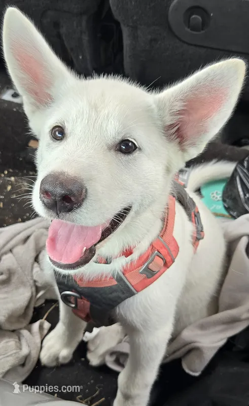Snowcone – Alaskan Malamute puppy for sale in Crivitz, WI
