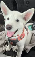Snowcone, a female Alaskan Malamute for sale in Crivitz, WI – 1 of 2