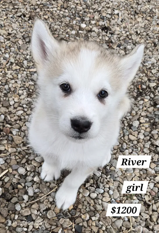 River – Alaskan Malamute puppy for sale in Crivitz, WI