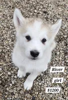 River, a female Alaskan Malamute for sale in Crivitz, WI – 1 of 4