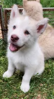 Colt, a male Alaskan Malamute for sale in Crivitz, WI – 1 of 4