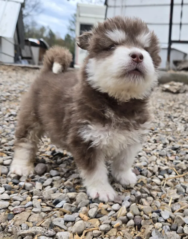 Rownan – Alaskan Malamute puppy for sale in Crivitz, WI