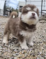 Rownan, a male Alaskan Malamute for sale in Crivitz, WI – 1 of 4
