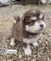 Rownan, a male Alaskan Malamute for sale in Crivitz, WI – 3 of 4