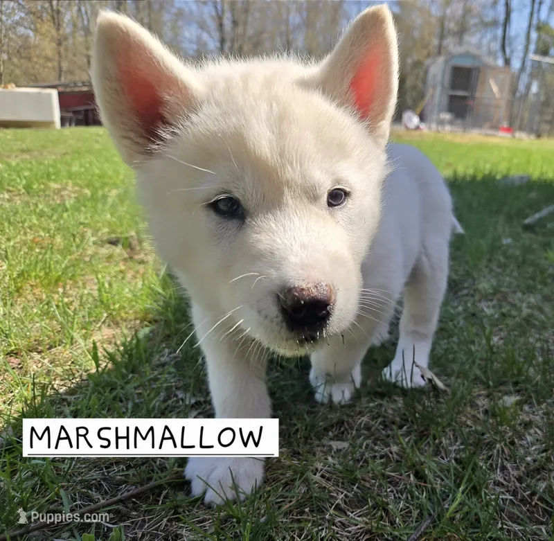 Marshmallow  – Alaskan Malamute puppy for sale in Crivitz, WI