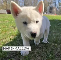 Marshmallow , a female Alaskan Malamute for sale in Crivitz, WI – 1 of 5
