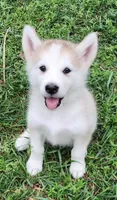 River, a female Alaskan Malamute for sale in Crivitz, WI – 4 of 4