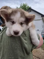 Estella, a female Alaskan Malamute for sale in Crivitz, WI – 2 of 2