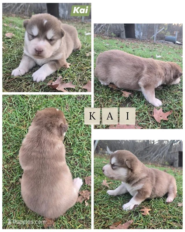 Kai – Alaskan Malamute puppy for sale in Crivitz, WI