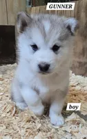 Gunner, a male Alaskan Malamute for sale in Crivitz, WI – 2 of 2