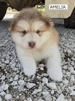 Amelia , a female Alaskan Malamute for sale in Crivitz, WI – 4 of 5