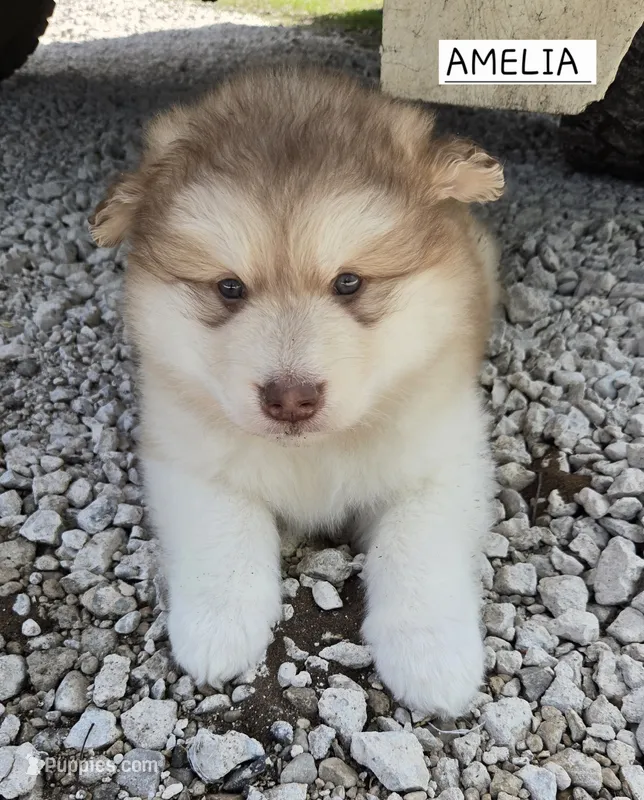 Amelia , a female Alaskan Malamute for sale in Crivitz, WI – 1 of 5