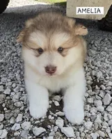 Amelia , a female Alaskan Malamute for sale in Crivitz, WI – 1 of 5
