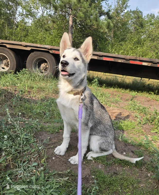 River – Alaskan Malamute puppy for sale in Crivitz, WI
