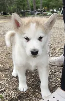 River, a female Alaskan Malamute for sale in Crivitz, WI – 2 of 4