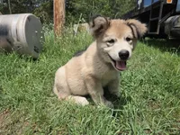 Thatcher , a male Alaskan Malamute for sale in Crivitz, WI – 3 of 5
