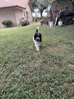 Poncho, a male Sheepadoodle and Poodle - Standard  for sale in Burnet, TX – 5 of 5