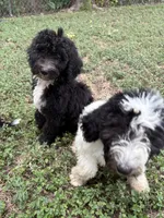 Pepper, a female Sheepadoodle and Poodle - Standard  for sale in Burnet, TX – 3 of 4
