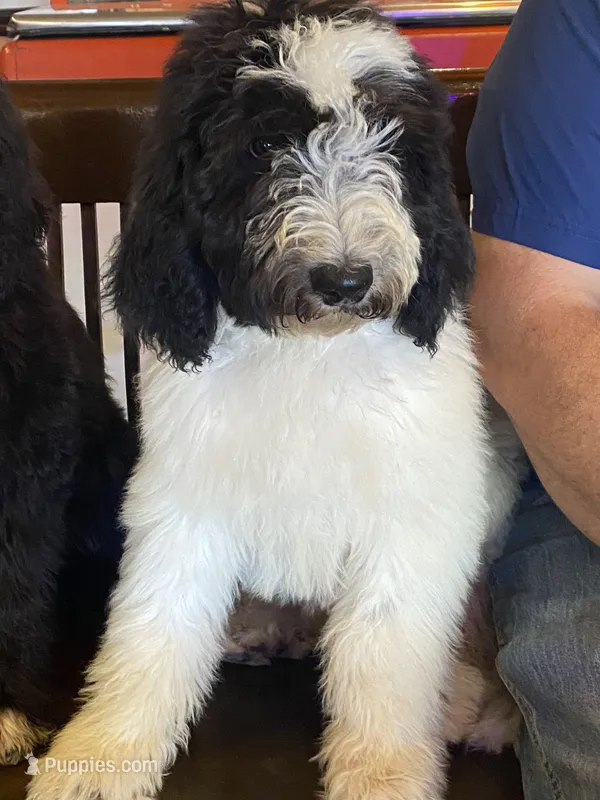 Dottie – Sheepadoodle, Poodle - Standard  puppy for sale in Burnet, TX