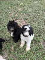 Dottie, a female Sheepadoodle and Poodle - Standard  for sale in Burnet, TX – 3 of 3