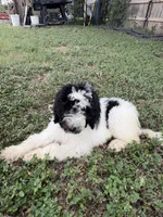 Dottie, a female Sheepadoodle and Poodle - Standard  for sale in Burnet, TX – 2 of 3