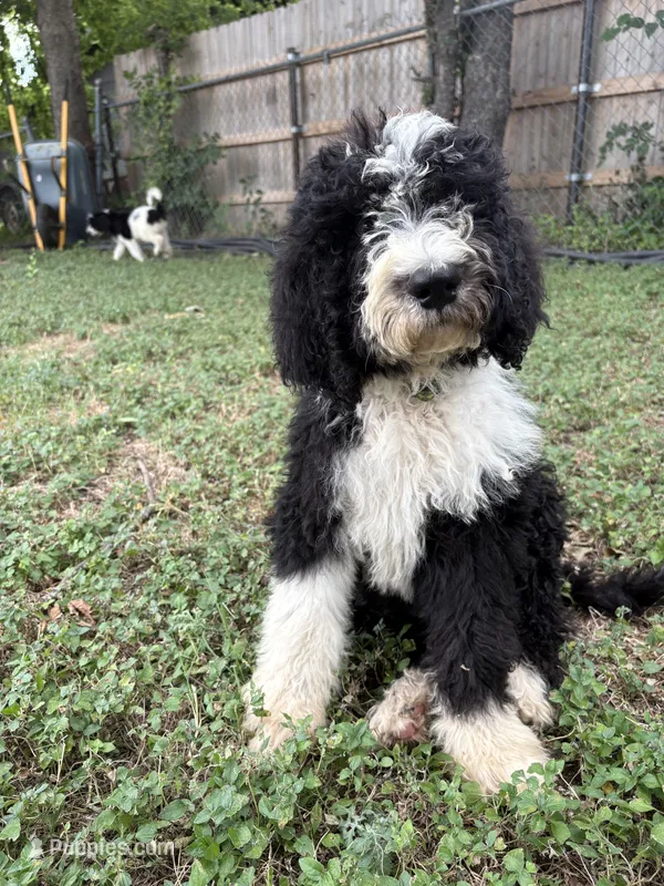 Blaze – Sheepadoodle, Poodle - Standard  puppy for sale in Burnet, TX