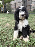 Blaze, a male Sheepadoodle and Poodle - Standard  for sale in Burnet, TX – 1 of 1