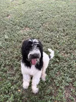Poncho, a male Sheepadoodle and Poodle - Standard  for sale in Burnet, TX – 2 of 5