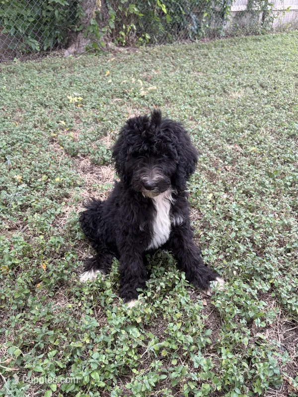 Pepper – Sheepadoodle, Poodle - Standard  puppy for sale in Burnet, TX