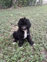 Pepper, a female Sheepadoodle and Poodle - Standard  for sale in Burnet, TX – 1 of 4