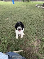 Patch, a male Sheepadoodle and Poodle - Standard  for sale in Burnet, TX – 2 of 2