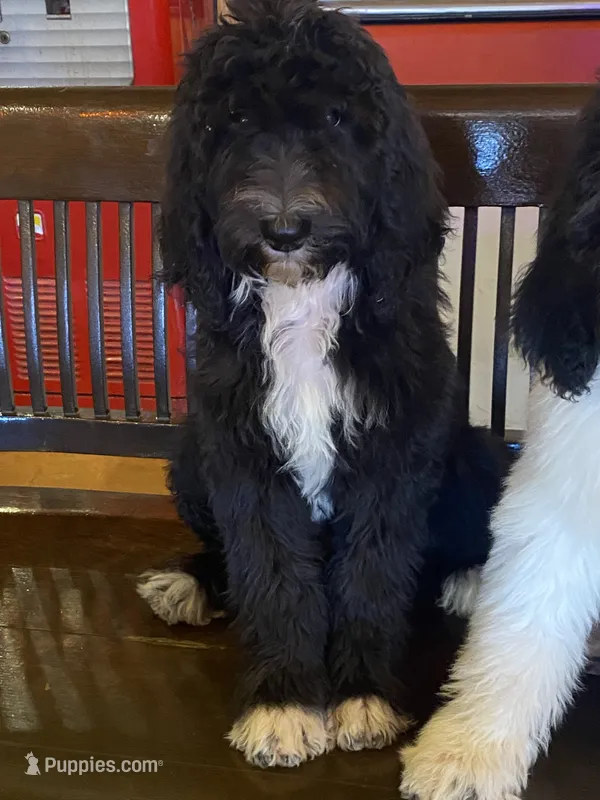 Pepper – Sheepadoodle, Poodle - Standard  puppy for sale in Burnet, TX