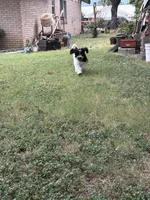 Poncho, a male Sheepadoodle and Poodle - Standard  for sale in Burnet, TX – 4 of 5
