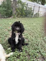 Pepper, a female Sheepadoodle and Poodle - Standard  for sale in Burnet, TX – 2 of 4