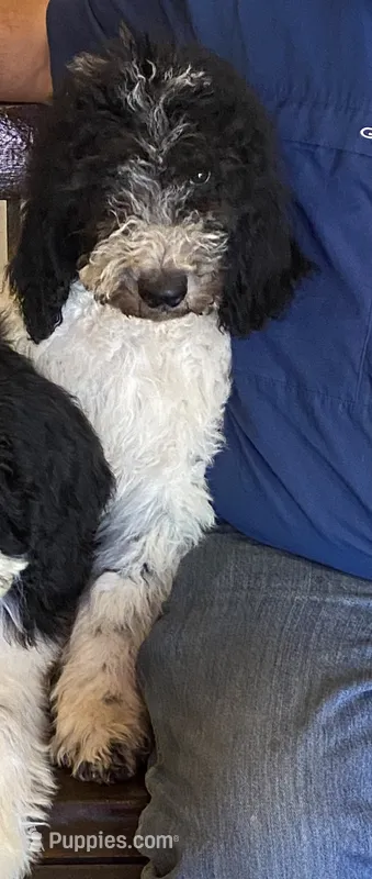 Patch – Sheepadoodle, Poodle - Standard  puppy for sale in Burnet, TX