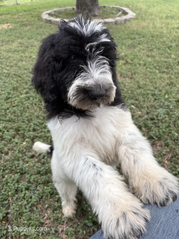 Poncho – Sheepadoodle, Poodle - Standard  puppy for sale in Burnet, TX