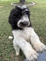 Poncho, a male Sheepadoodle and Poodle - Standard  for sale in Burnet, TX – 1 of 5