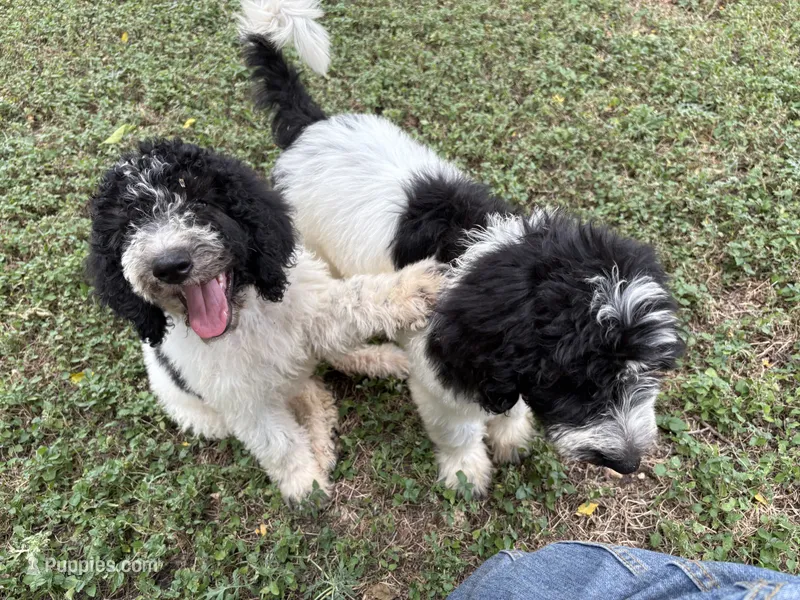 Patch – Sheepadoodle, Poodle - Standard  puppy for sale in Burnet, TX