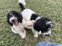 Patch, a male Sheepadoodle and Poodle - Standard  for sale in Burnet, TX – 1 of 2