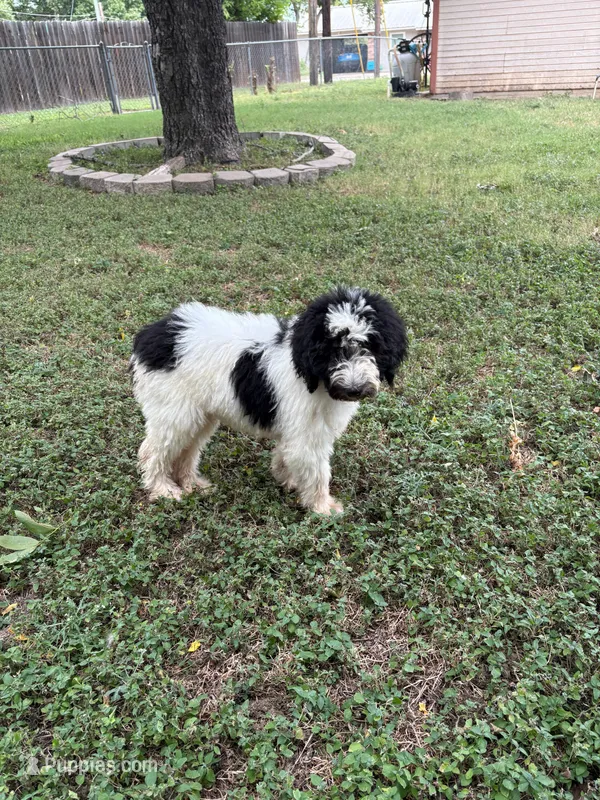 Dottie – Sheepadoodle, Poodle - Standard  puppy for sale in Burnet, TX