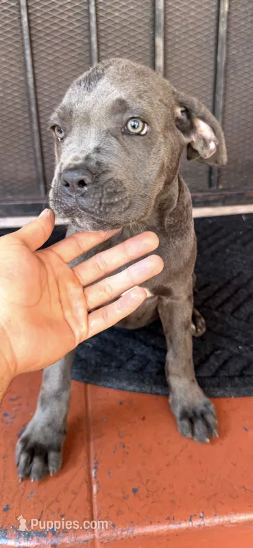 Leyla  – Cane Corso puppy for sale in Los Angeles, CA