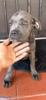 Leyla , a female Cane Corso for sale in Los Angeles, CA – 1 of 5
