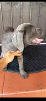 Leyla , a female Cane Corso for sale in Los Angeles, CA – 5 of 5