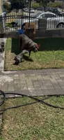 Leyla , a female Cane Corso for sale in Los Angeles, CA – 2 of 5