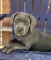 Max, a male Cane Corso for sale in Los Angeles, CA – 1 of 1